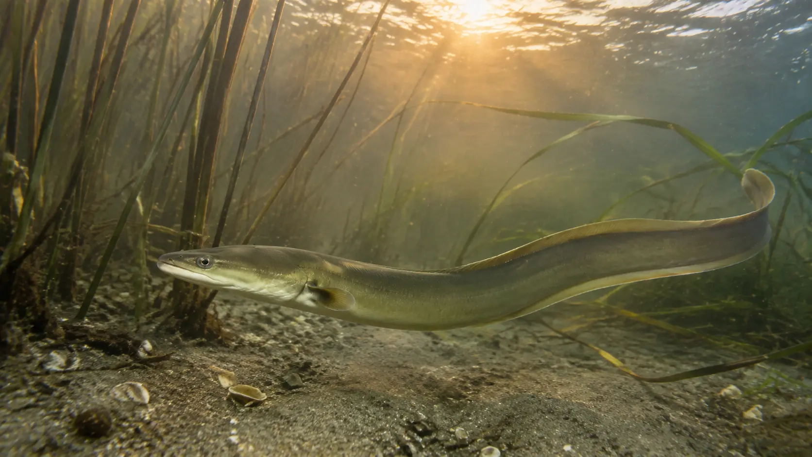 Europäischer Aal zwischen Schilf und Seegras in einem Brackwasserbereich