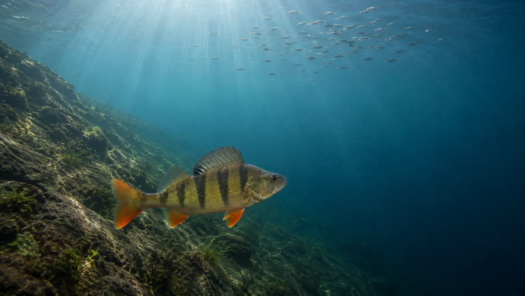 Vollständig sichtbarer großer Flussbarsch mit Beutefischschwarm an einer tiefen Freiwasserkante.