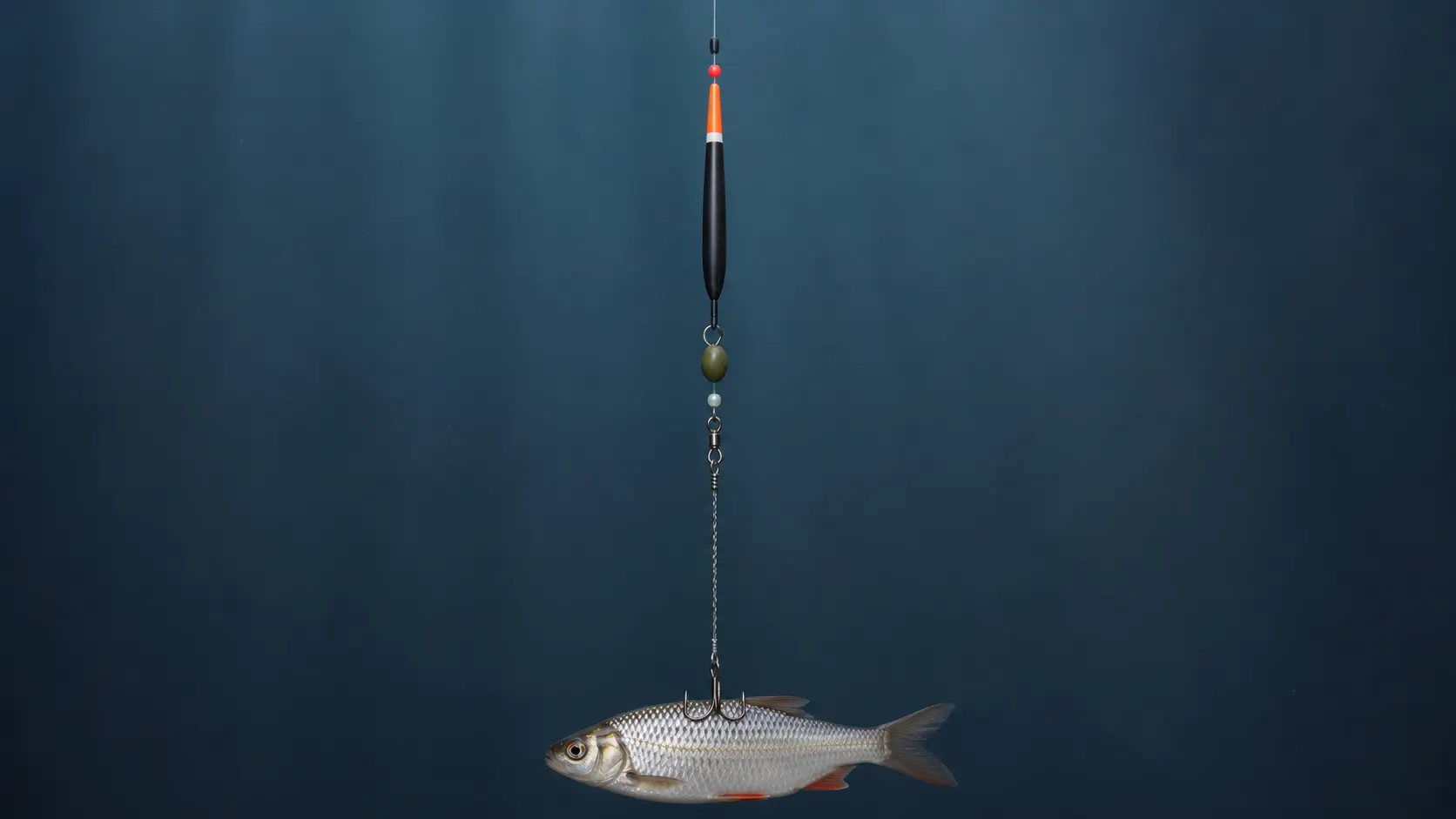 Stopper, Perle, laufende Pose, Gewicht, Wirbel, Drahtvorfach und toter Köderfisch vollständig dargestellt.