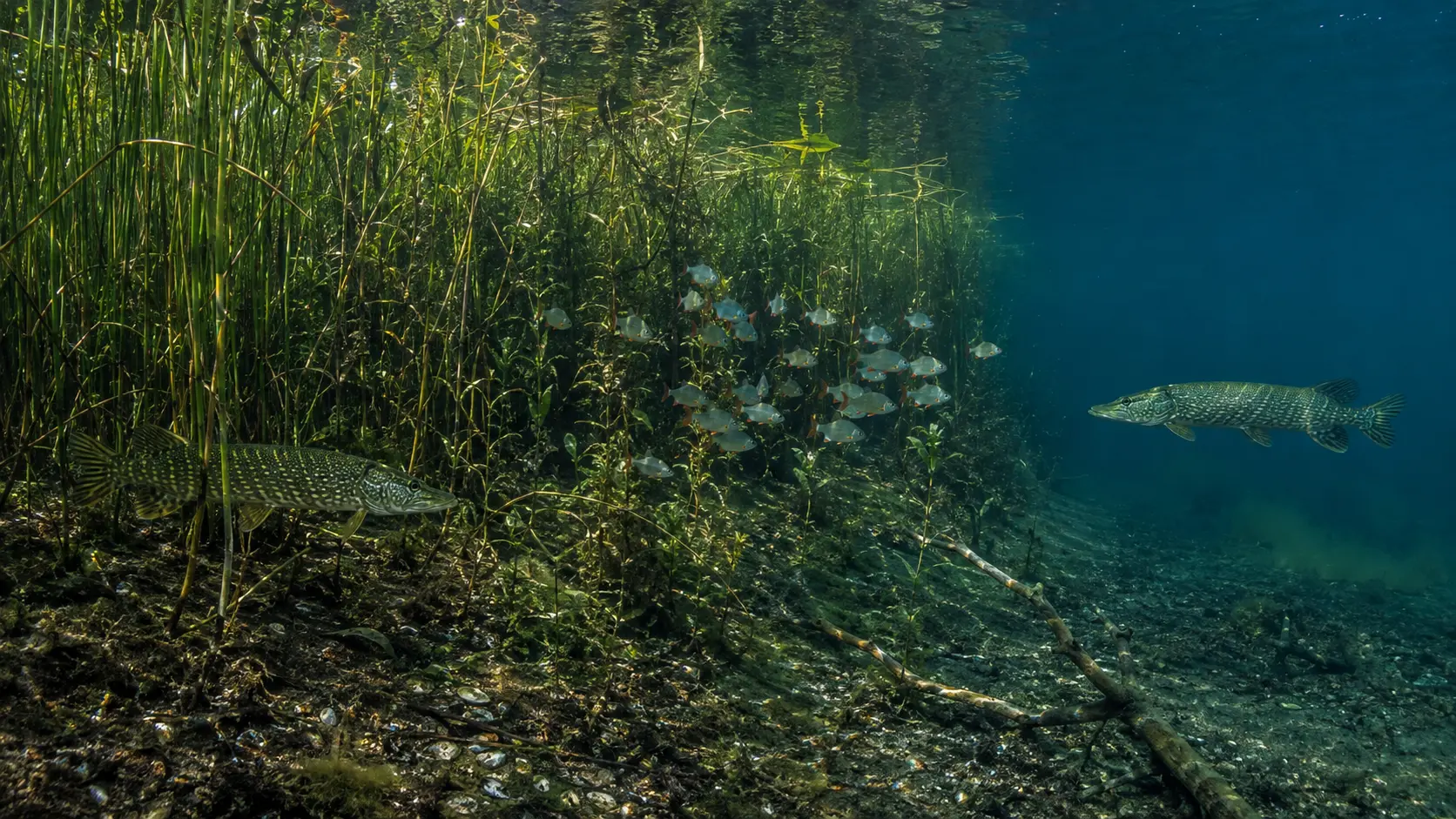 Gewässerquerschnitt mit Krautfeld, Kante, Freiwasser, Beutefischen und vollständig sichtbaren Hechten.