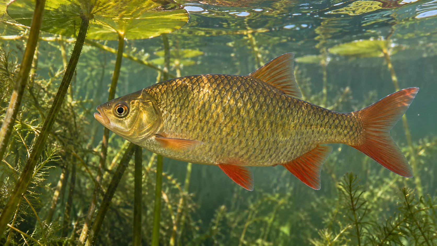 Rotfeder mit silbrig goldenem Körper und roten Flossen zwischen Wasserpflanzen