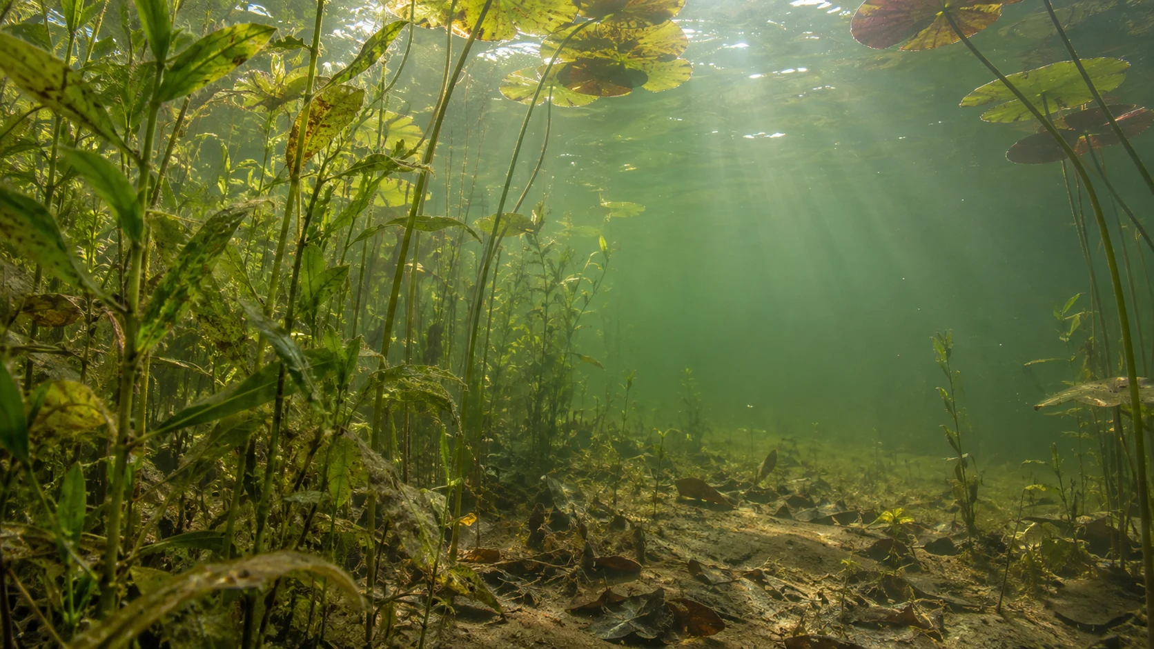 Unterwasserblick in einen flachen See mit Wasserpflanzen, Seerosenstielen und freier Lücke über dem Boden
