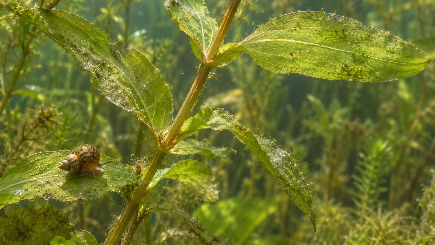 Untergetauchte Pflanzenblätter mit feinem Algenaufwuchs und kleiner Wasserschnecke