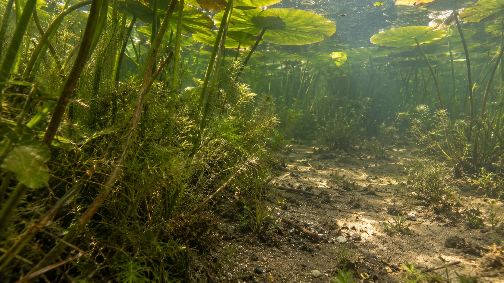 Unterwasserpflanzen und eine freie Bodenstelle unter Seerosenblättern