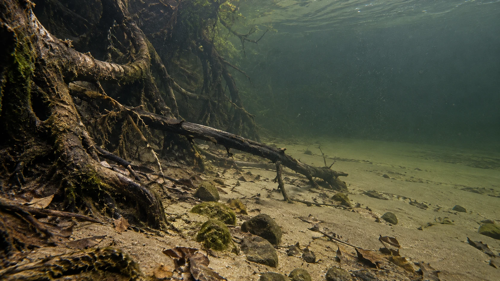 Unterspülter Wurzelbereich mit angrenzender freier Wasserzone über sandigem Flussgrund